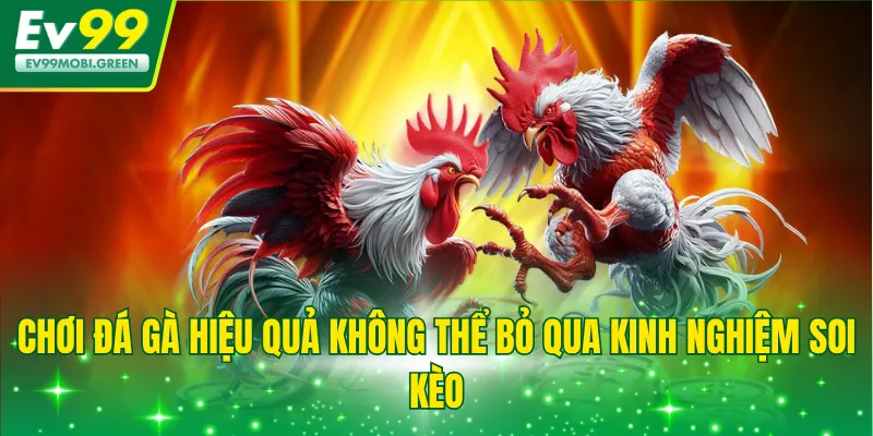 Chơi đá gà hiệu quả không thể bỏ qua kinh nghiệm soi kèo