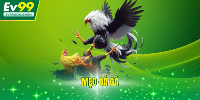 3+ Mẹo Đá Gà - Bí Kíp Bất Bại Dành Cho Dân Cược Sành Sỏi